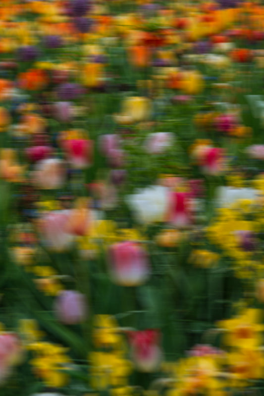 PETALSTORM