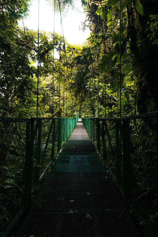 CANOPY