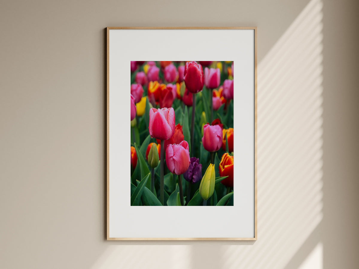 Natural oak framed botanical print of colorful tulips hanging on a neutral living room wall