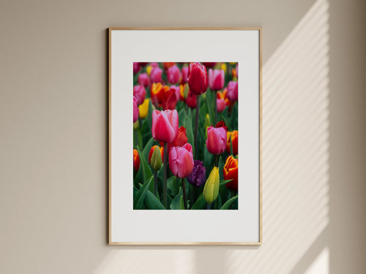 Natural oak framed botanical print of colorful tulips hanging on a neutral living room wall