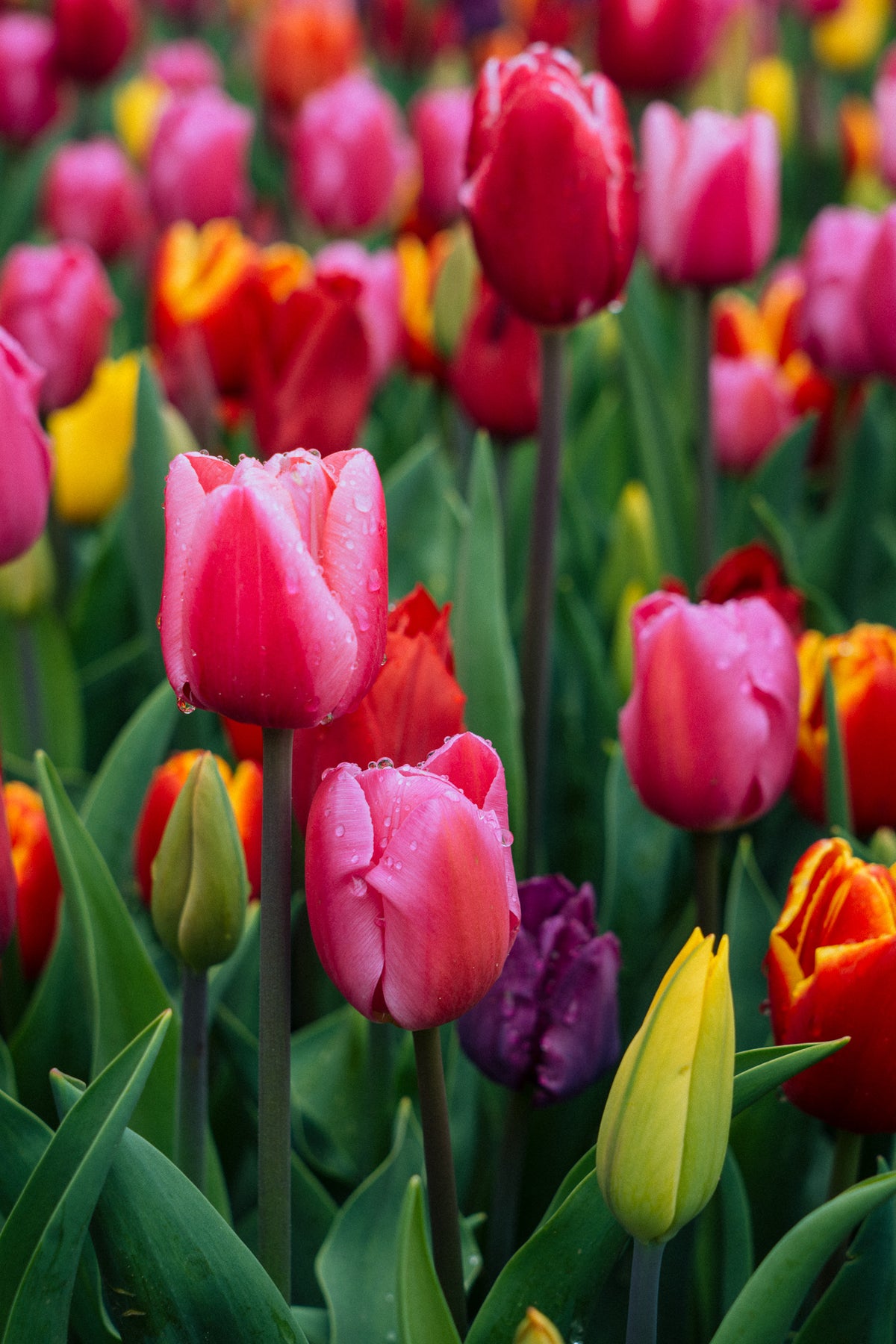 Vertical fine art botanical photograph of close up colorful tulips with dew drops in Keukenhof Netherlands by Basile Tournier