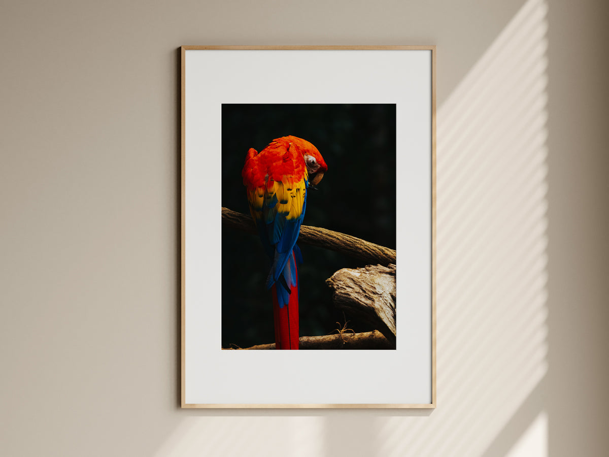 Natural oak framed fine art print of a Scarlet Macaw parrot hanging on a neutral living room wall