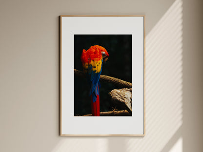Natural oak framed fine art print of a Scarlet Macaw parrot hanging on a neutral living room wall