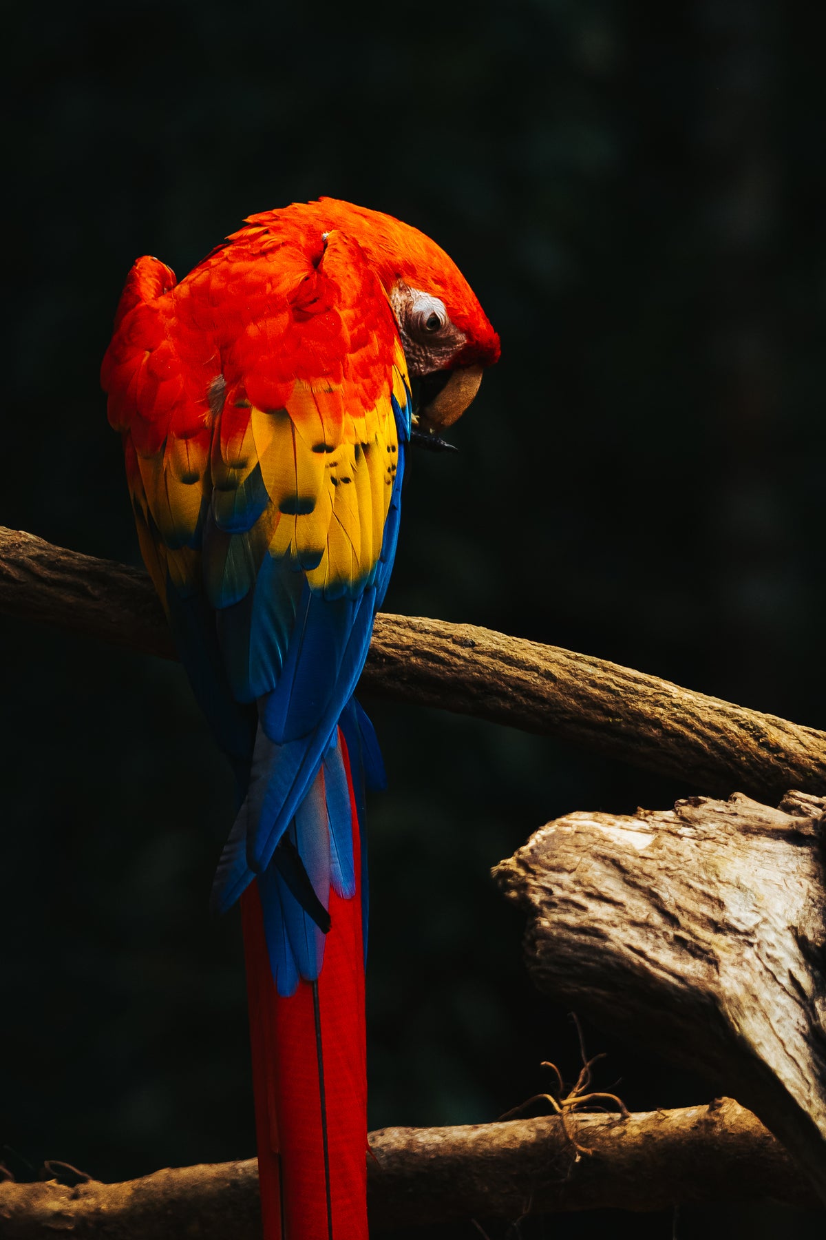 Fine art wildlife photograph of a Scarlet Macaw with vibrant colorful feathers in Costa Rica by Basile Tournier