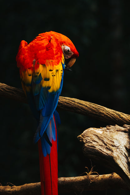Fine art wildlife photograph of a Scarlet Macaw with vibrant colorful feathers in Costa Rica by Basile Tournier